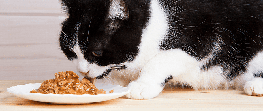 chat mange nourriture maison